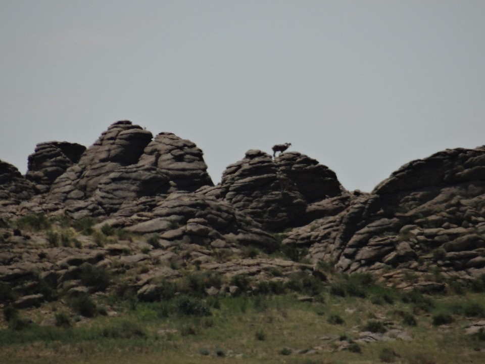 Mongolia - Ikh Nart - Argali Sheep (in the distance)