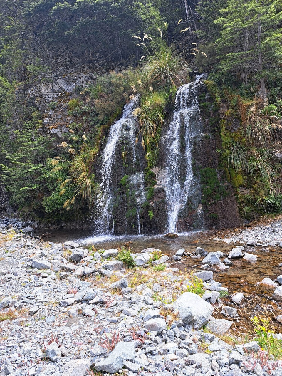 Neuseeland - Peel Forest - 