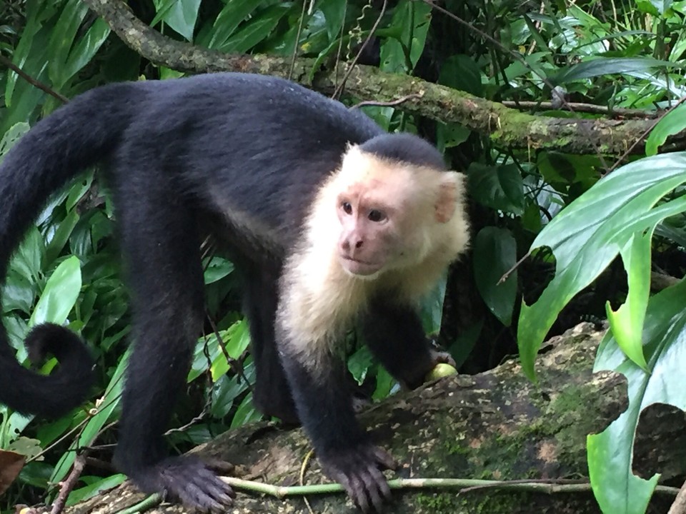 Costa Rica - Osa - 