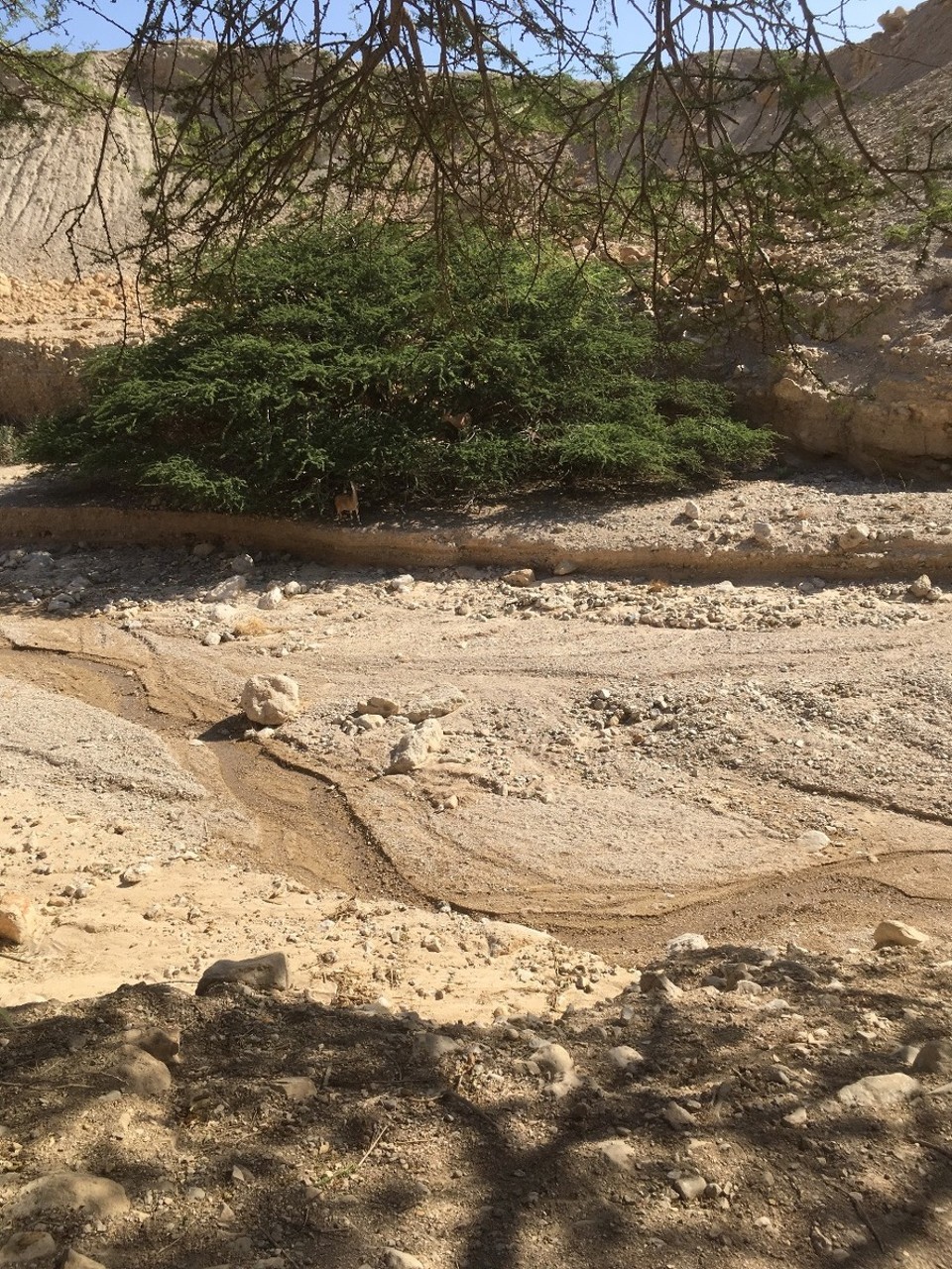 Israel - Ein Gedi - 
