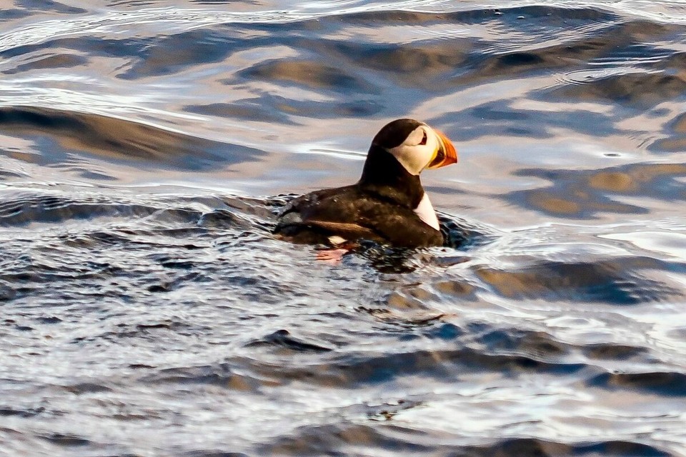 Norwegen - Honningsvåg - 