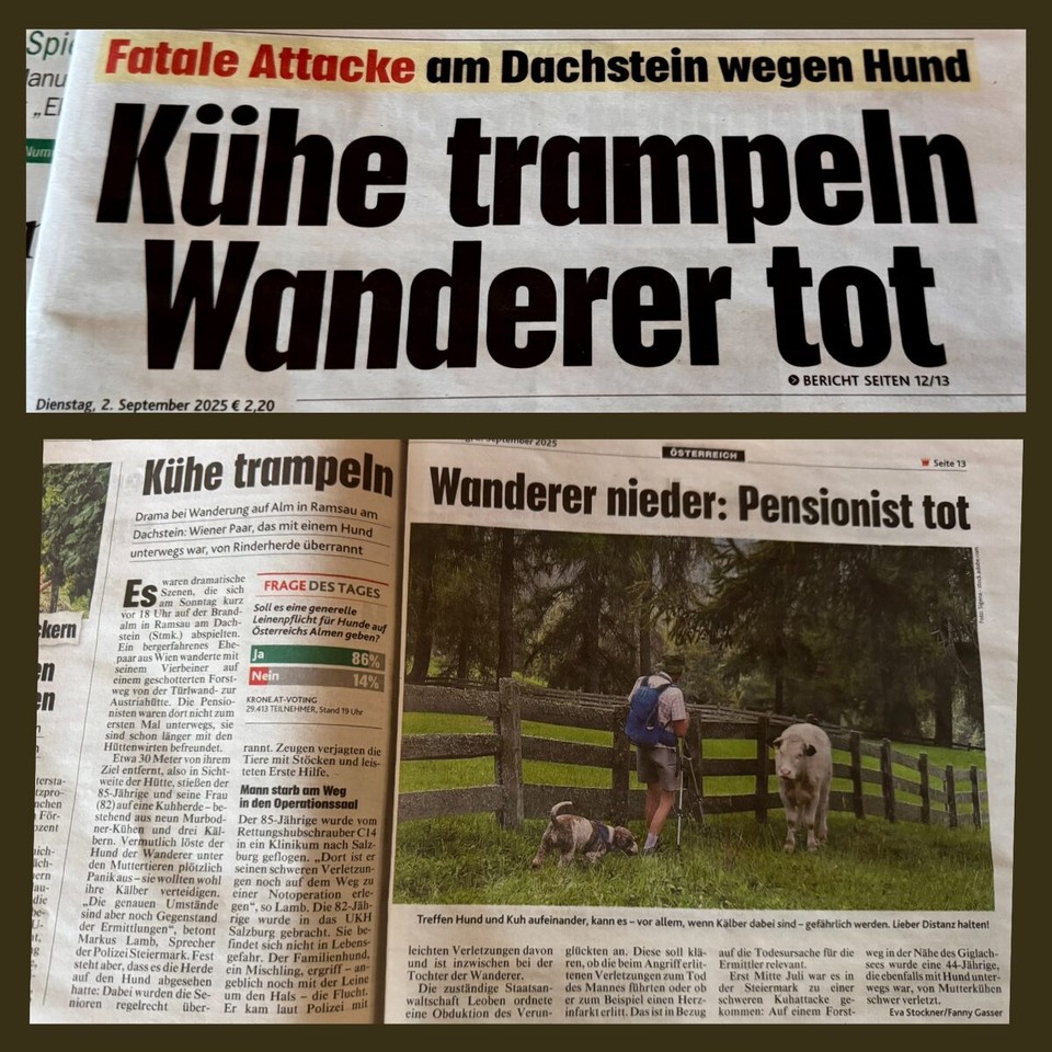 Österreich - Trins - Da sind die Viecher dann nicht mehr so niedlich!