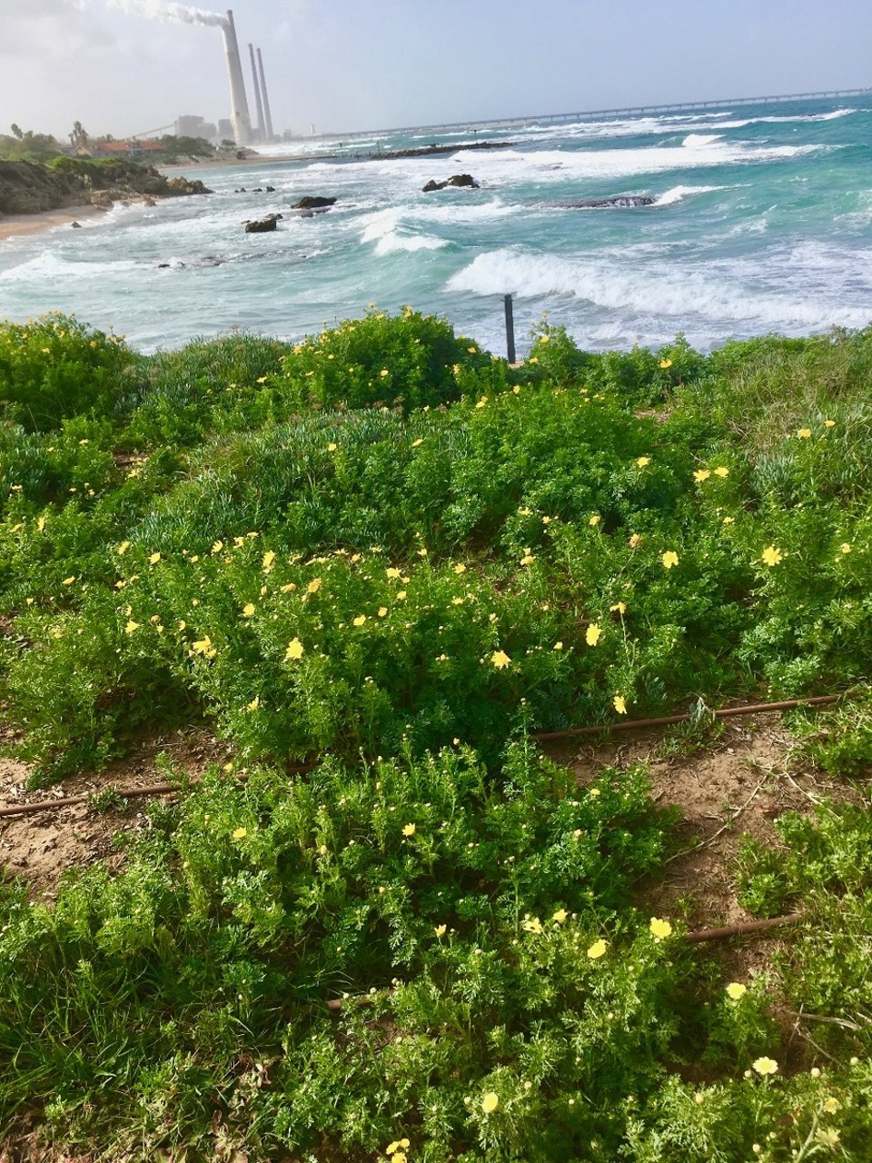 Israel - Caesarea - 