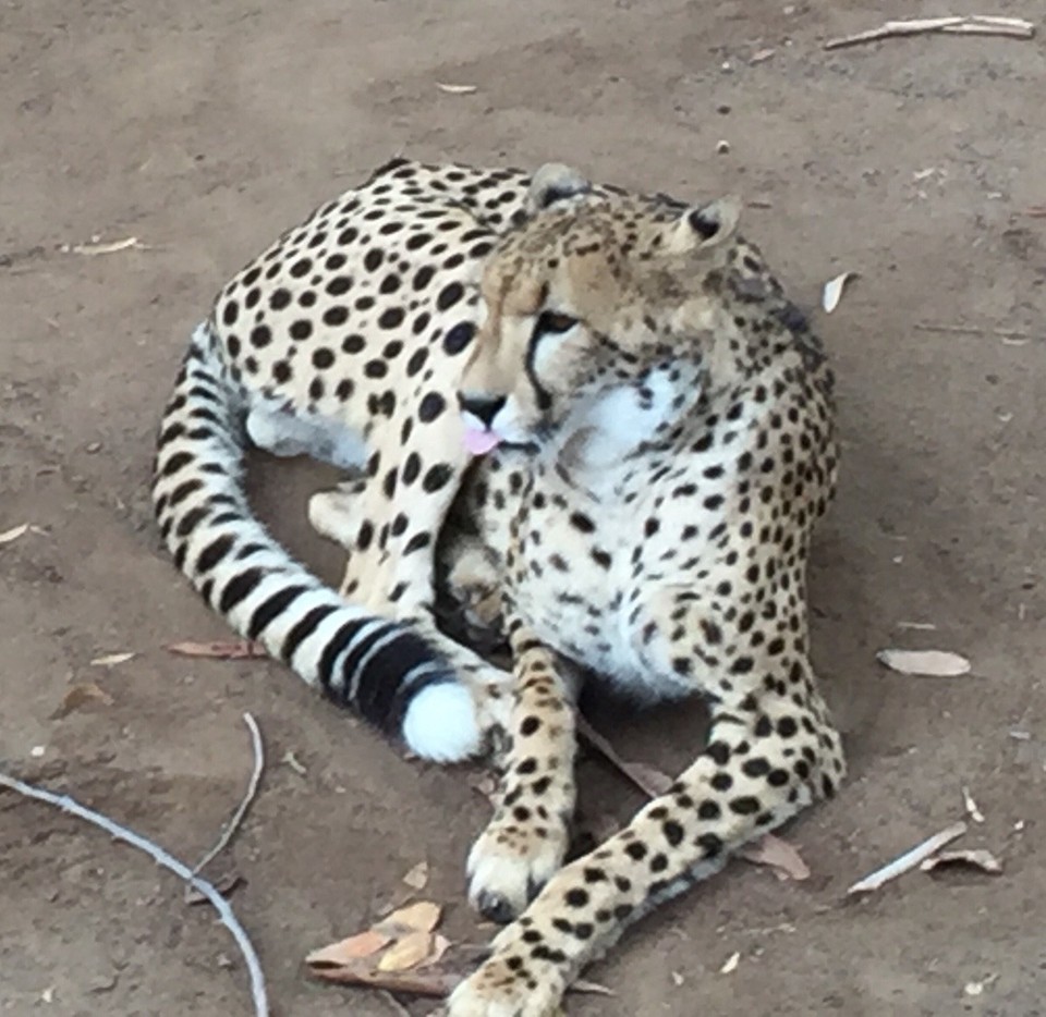 Südafrika - Oudtshoorn - 
