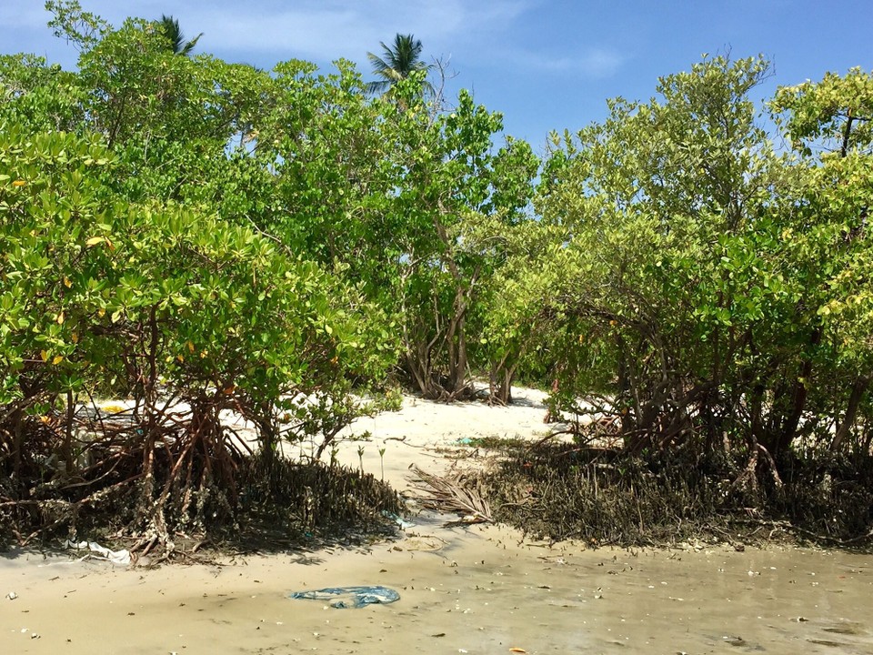 Brasilien - Ilha de Itamaracá - Mangroven 