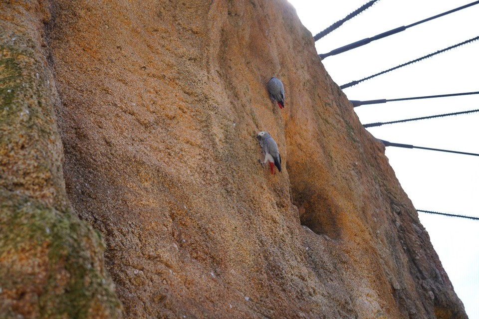 Schweiz - Zürich - Mühelos halten sie sich an der Steinwand fest. Diese Papageienart ist Meister im Nachahmen von Stimmen