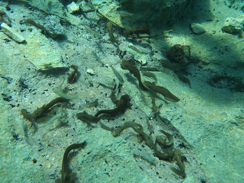 Philippines - Coron - Et poissons chat, seuls habitants du lac avec 1 barracuda mais qu'on n'a pas vu