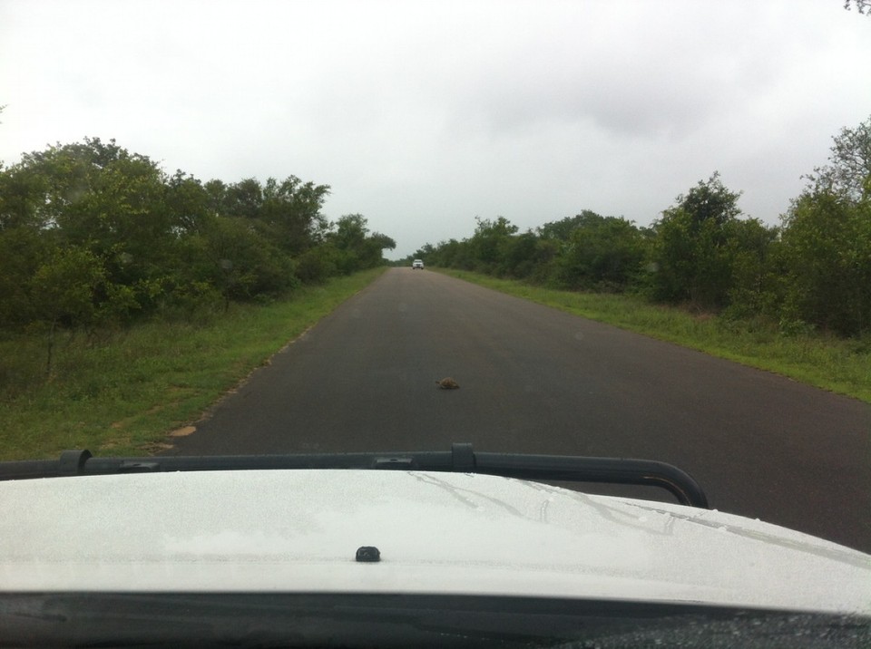 Südafrika - Kruger Park - Achtung: Schildkröte von rechts. Es gibt größtenteils geteerte Straßen, die man bedenkenlos auch mit gewöhnlichen Automobilen befahren kann.