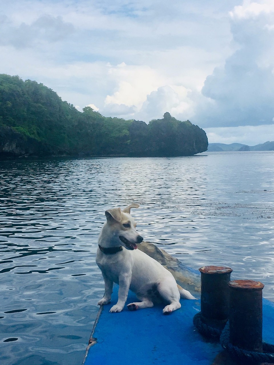 Philippines - El Nido - Hunden til kapteinen, Queen Elizabeth (Ellie).
