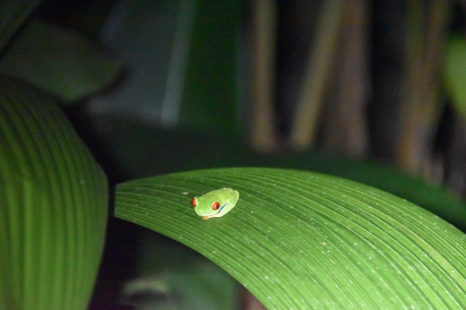 Costa Rica - La Fortuna - Wir kuscheln uns ein und machen gleich die Augen zu. Also bis morgen.