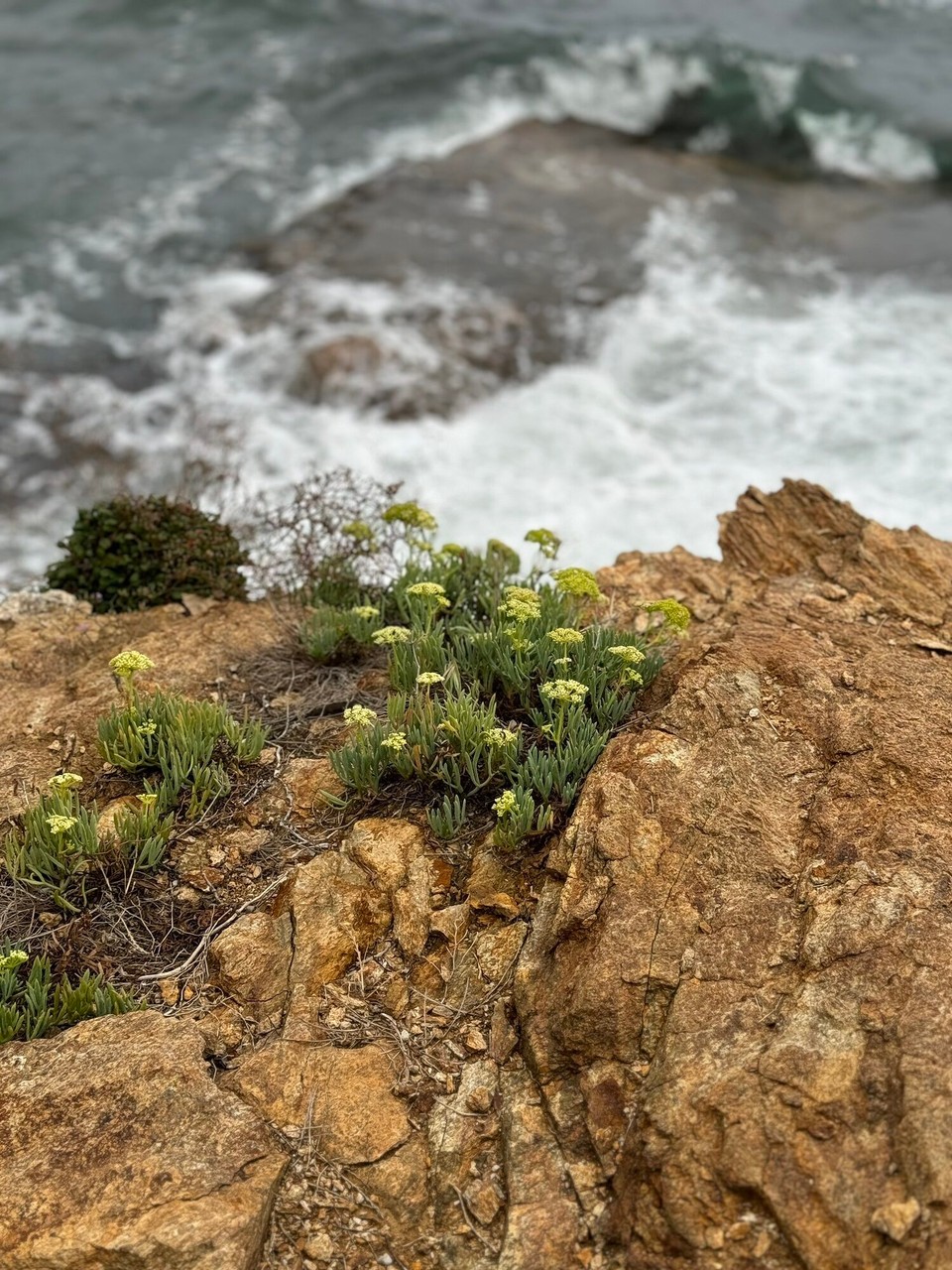 Italien - Capoliveri - Die schöne mediterrane Vegetation