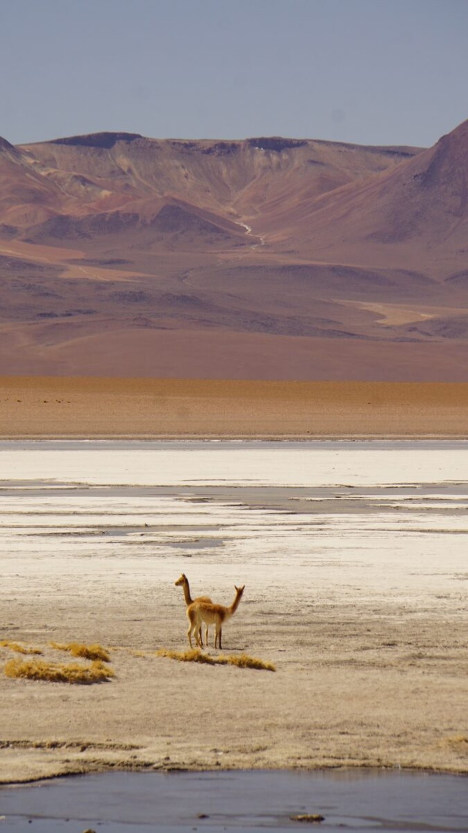 Chile - San Pedro de Atacama - 