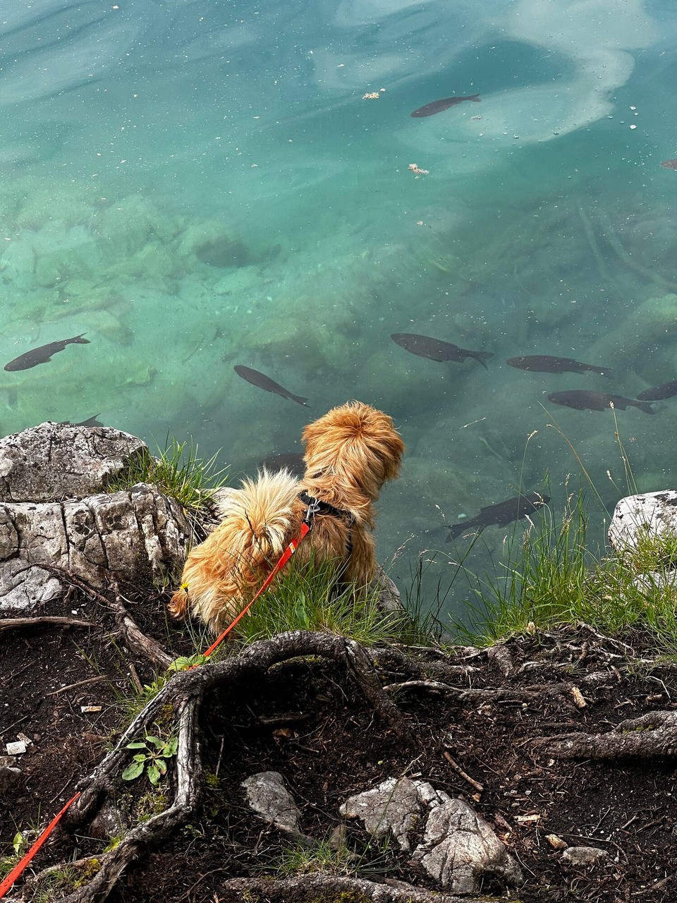 Österreich - Scheffau am Wilden Kaiser - 