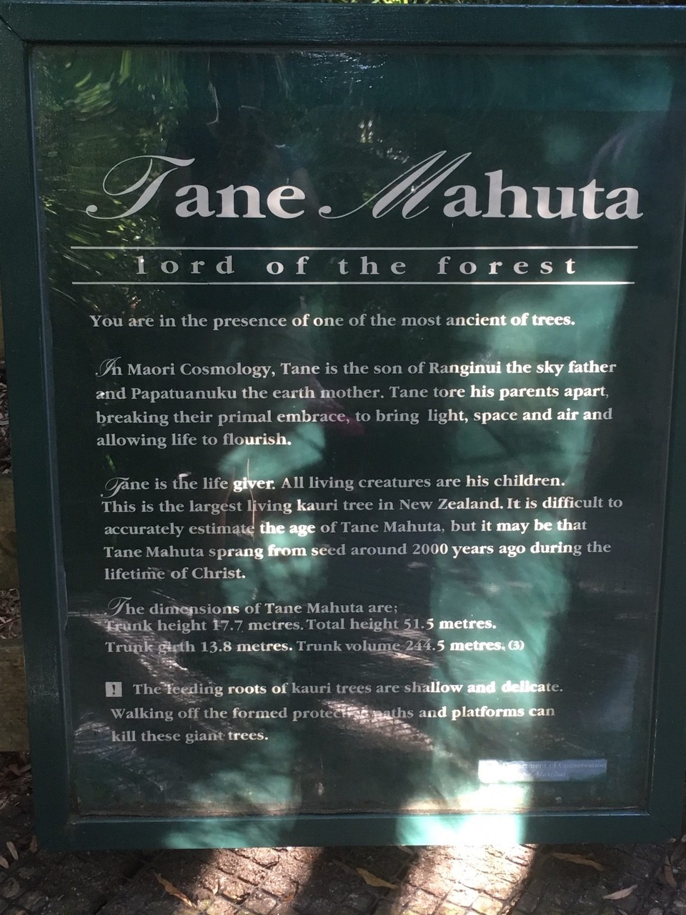 Neuseeland - Waipoua Kauri Forest - Sehr beeindruckend. Etwas weniger breit als Te Matua Ngahere.