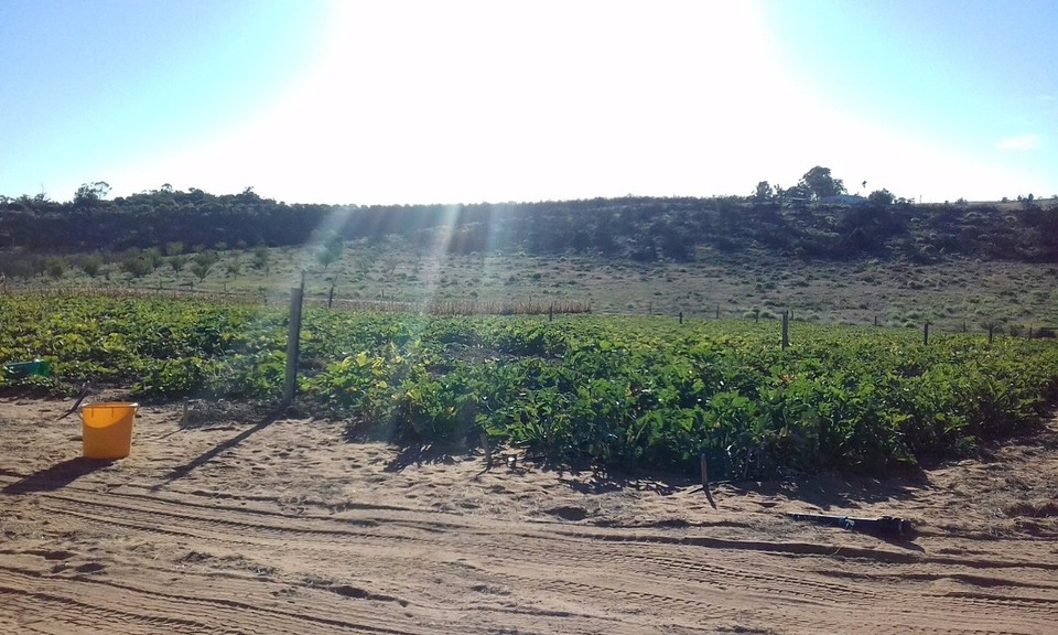 Australia - Taylorville - My workplace. Every day I picked zucchinis and squash here.