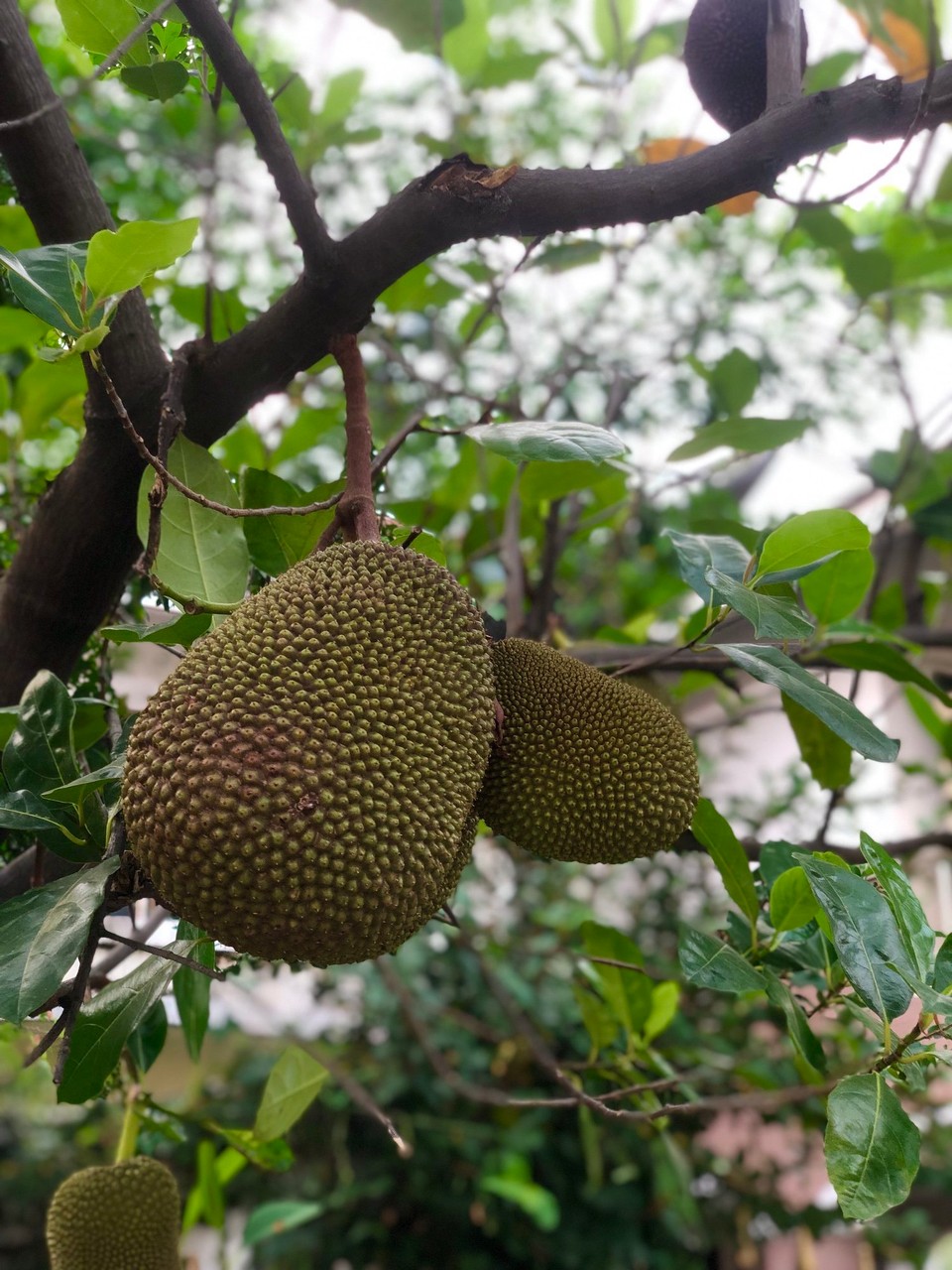 Thailand - Mueang Chiang Mai - Jackfruit (aber der äußerliche Unterschied zur Durian ist wirklich minimal…vielleicht auch Durian) 