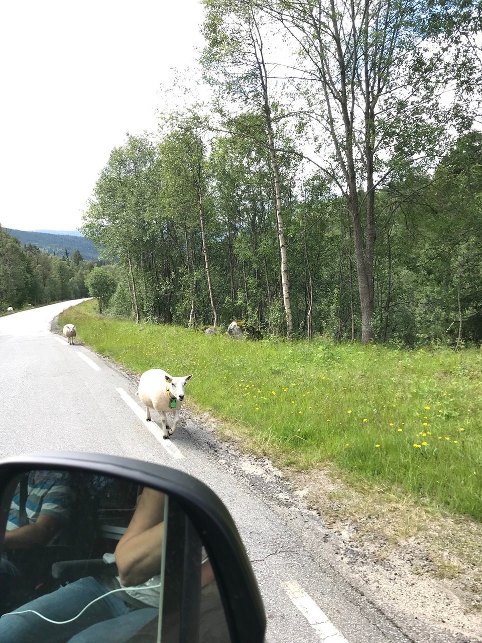 Norwegen - Bygland - Schafe gibt es an jeder Ecke und immer wieder direkt an der Straße 