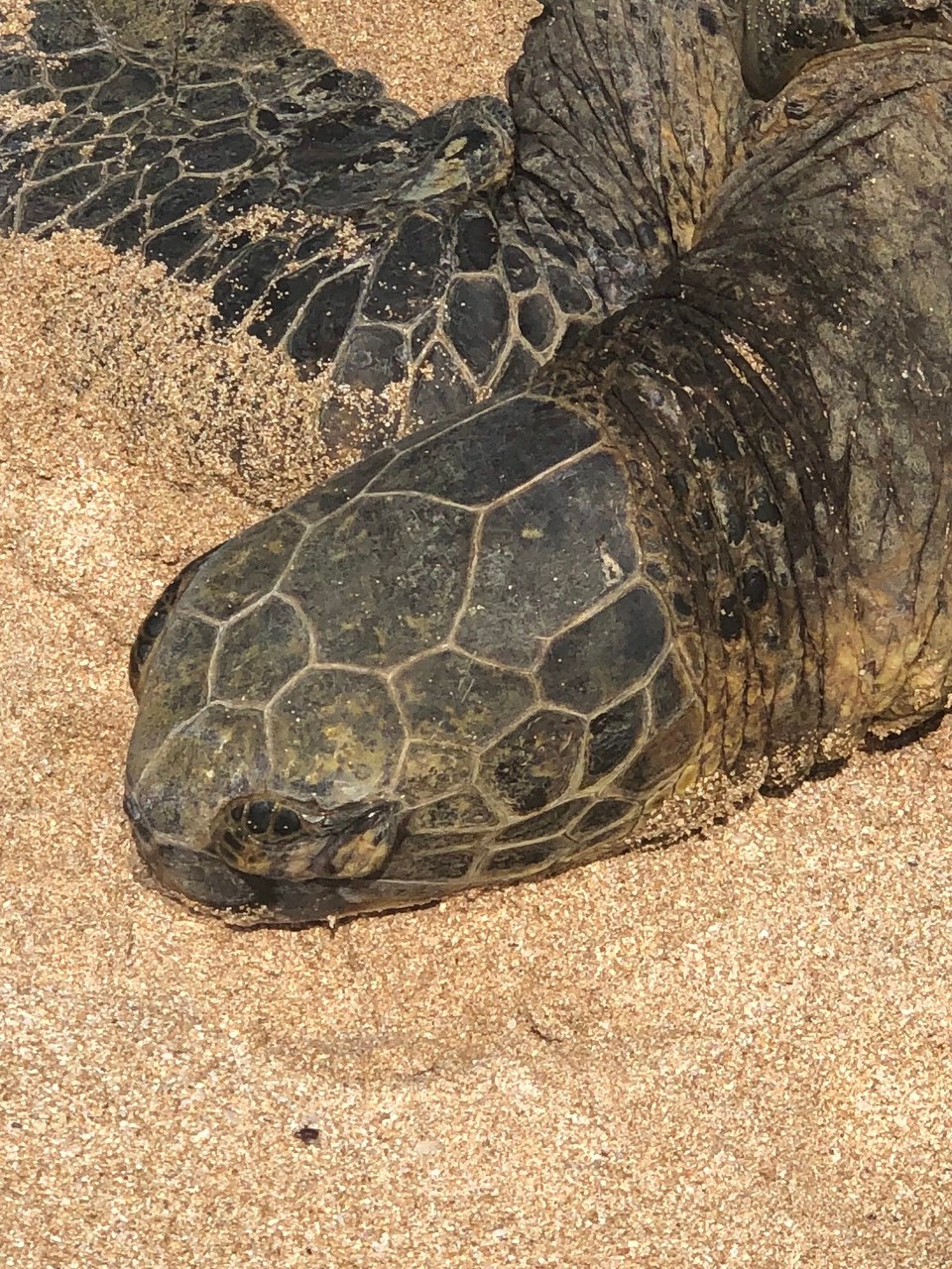 Vereinigte Staaten - Honolulu - 