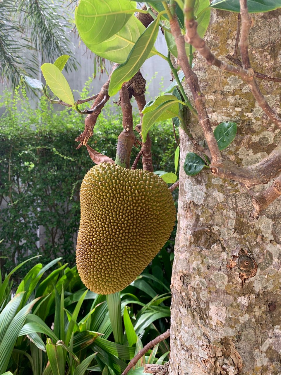 Thailand - Amphoe Ko Pha-ngan - 