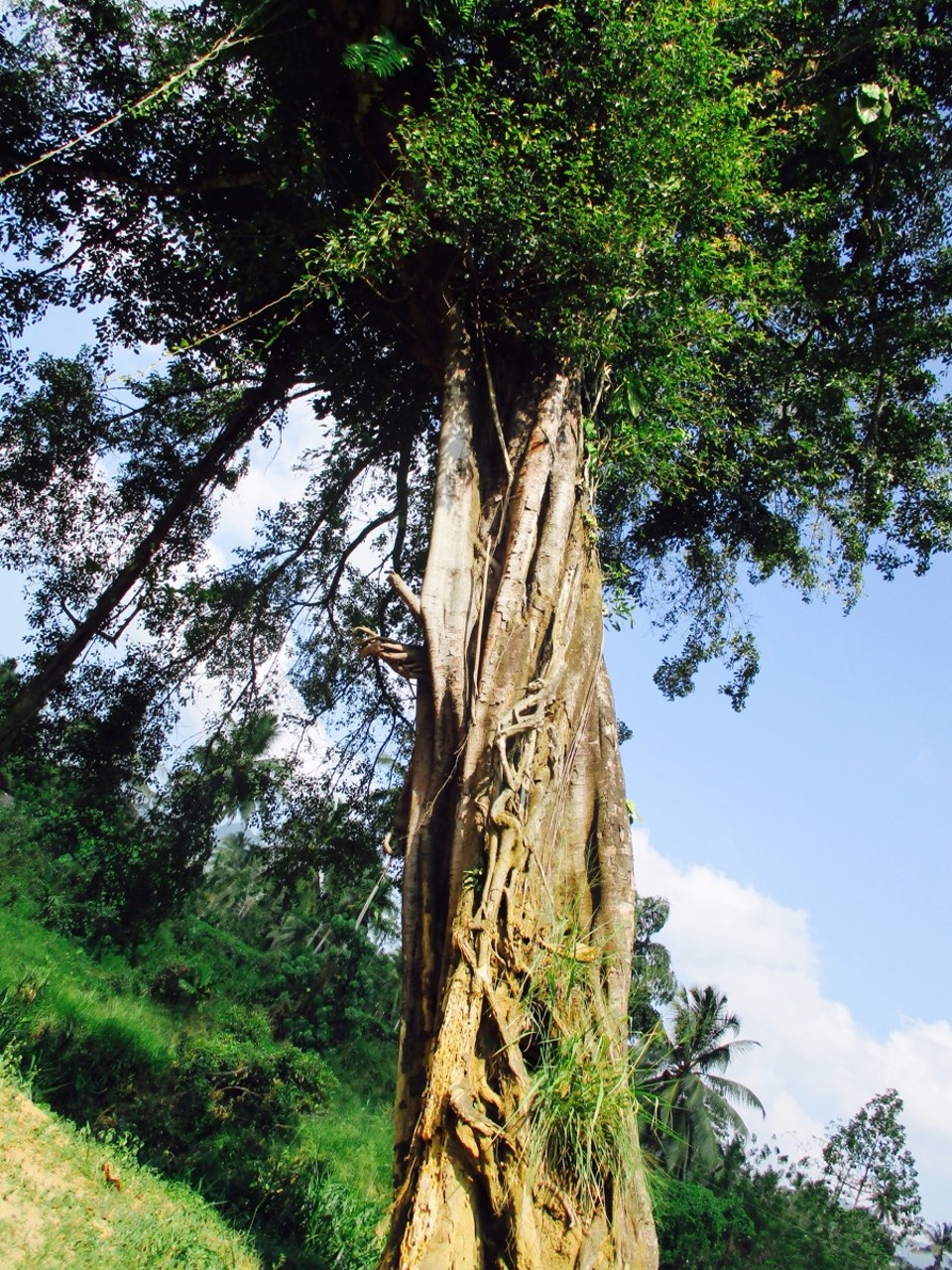 Sri Lanka - Deniyaya - 