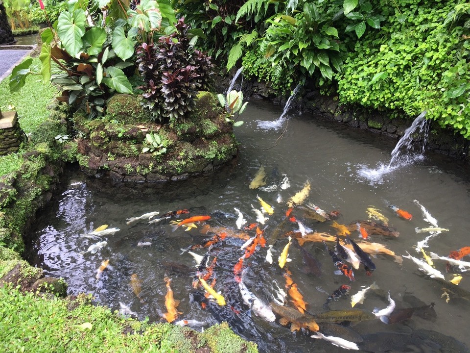 Indonesien - Gianyar - Fischteich