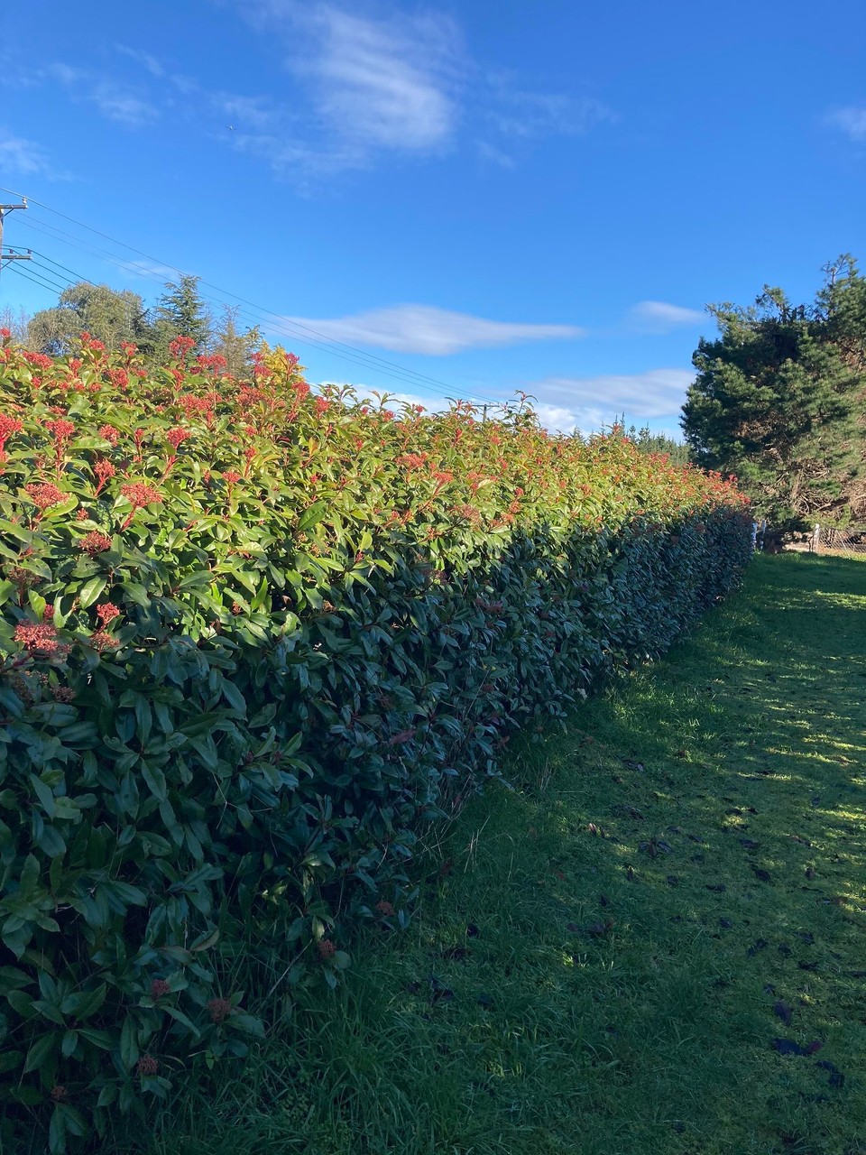 Neuseeland - Christchurch - Am Morgen bei schönstem Wetter mit Sonnenschein und angenehmen fast 20 Grad geht es ans Hecke schneiden auf der Farm.