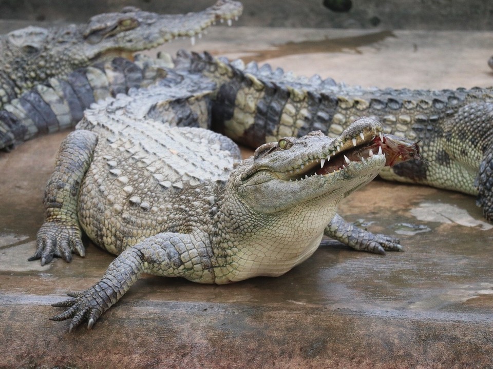 Vietnam - Mỹ Tho - Crocodile Fishing ist hier sehr beliebt... ein Fisch 🎣 = 10.000Dong