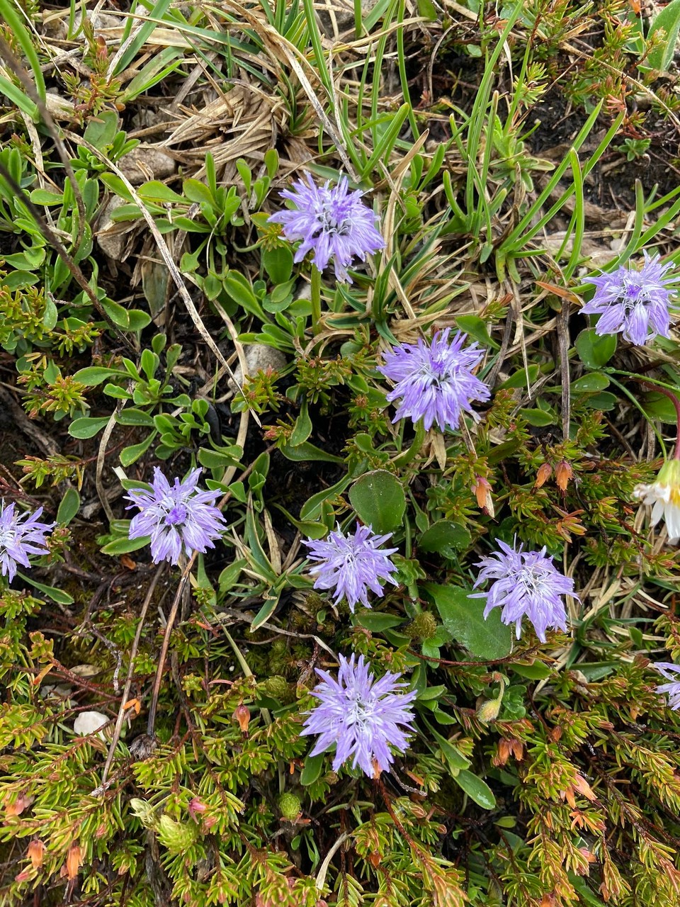 Italien - Rodeneck - Herzblättrige Kugelblume