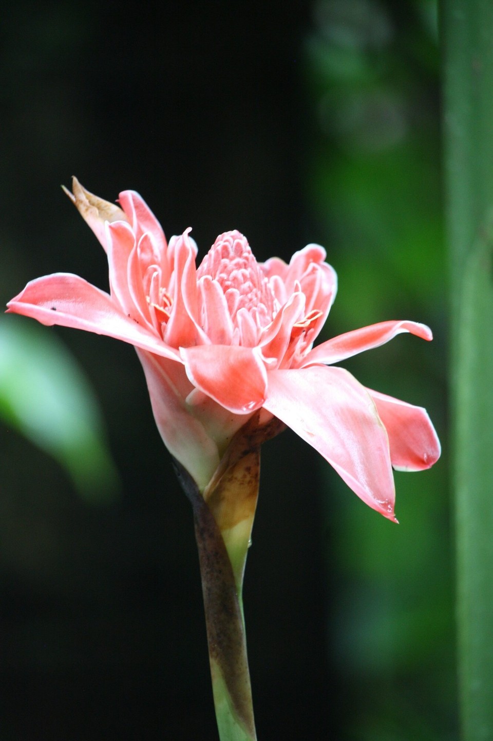 Costa Rica - La Fortuna - 