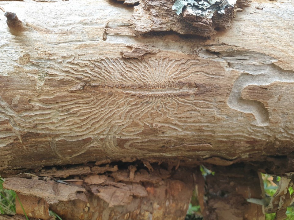 Belarus - Minsk - Beetle on wood