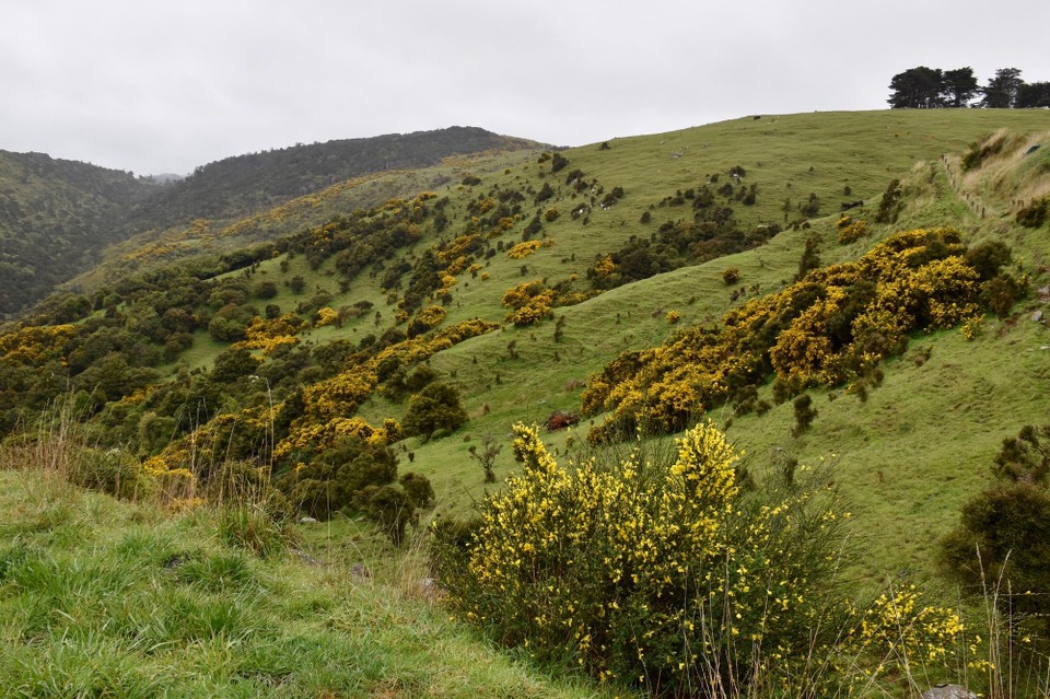 Neuseeland - Owaka - Die Landschaft sieht wieder mal phantastisch aus.