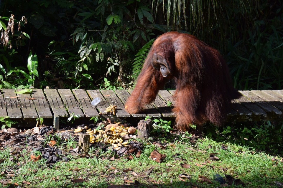 Malaysia - Kuching - Nummer 3 in der Rangfolge, sie werden bis zu 120 kg schwer.
