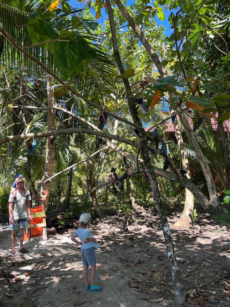 Panama - Carenero Island - Ein Baum voller abgeschwemmter Schuhe, der verschollene aus Uvita ist nicht dabei. 