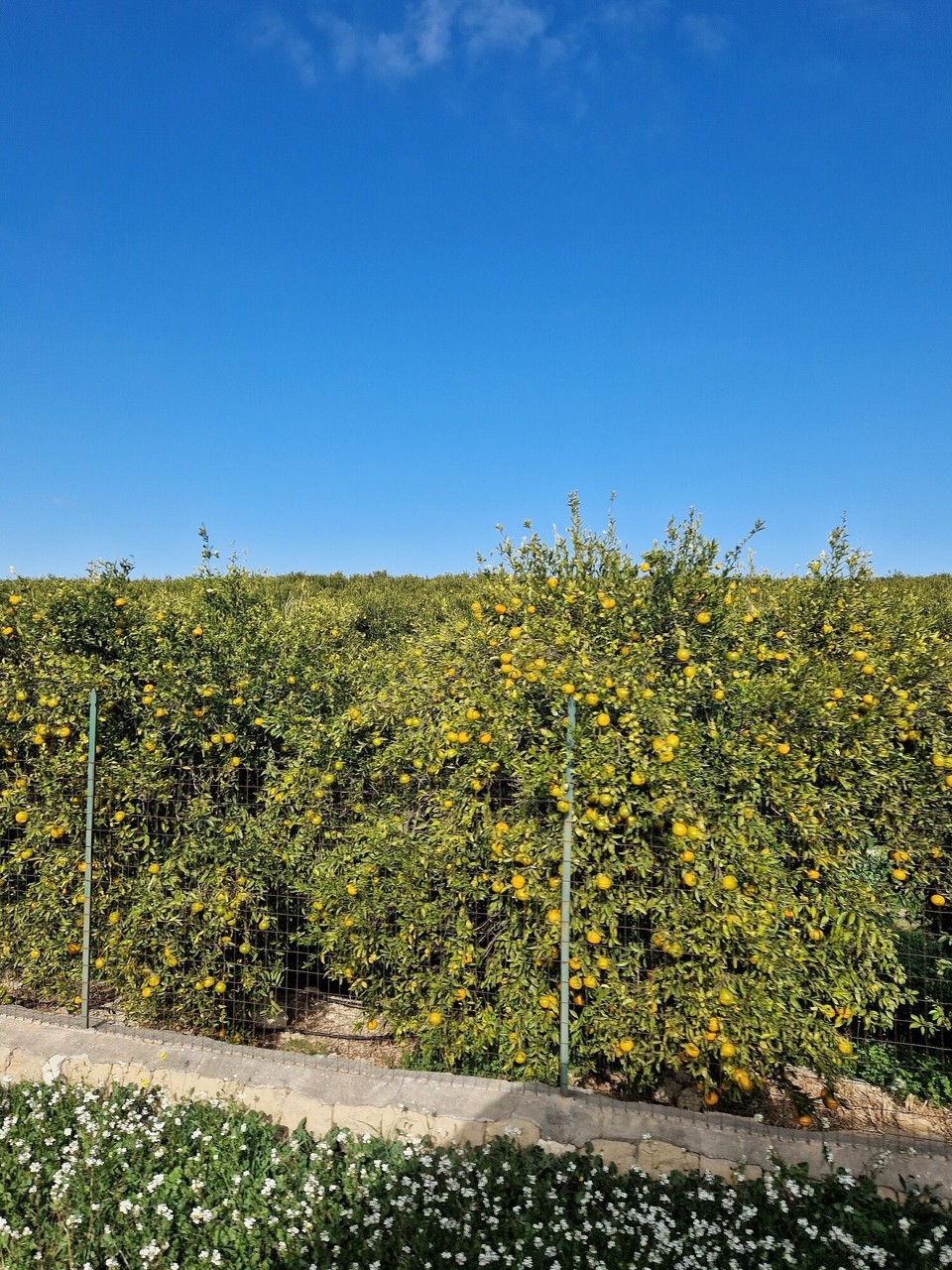 Italien - Zafferana Etnea - 