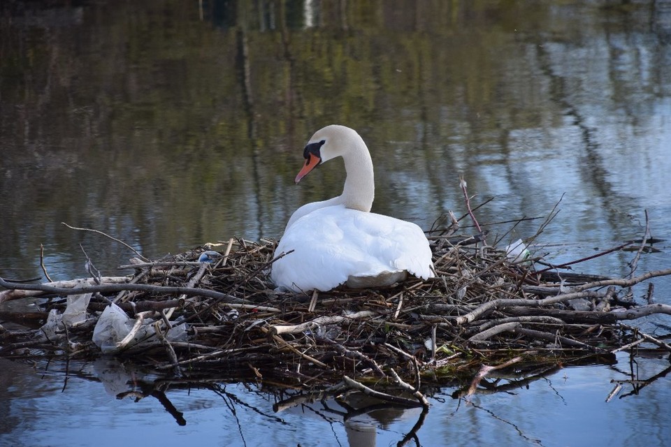 Kanada - Toronto - Ein Schwan beim Brüten
