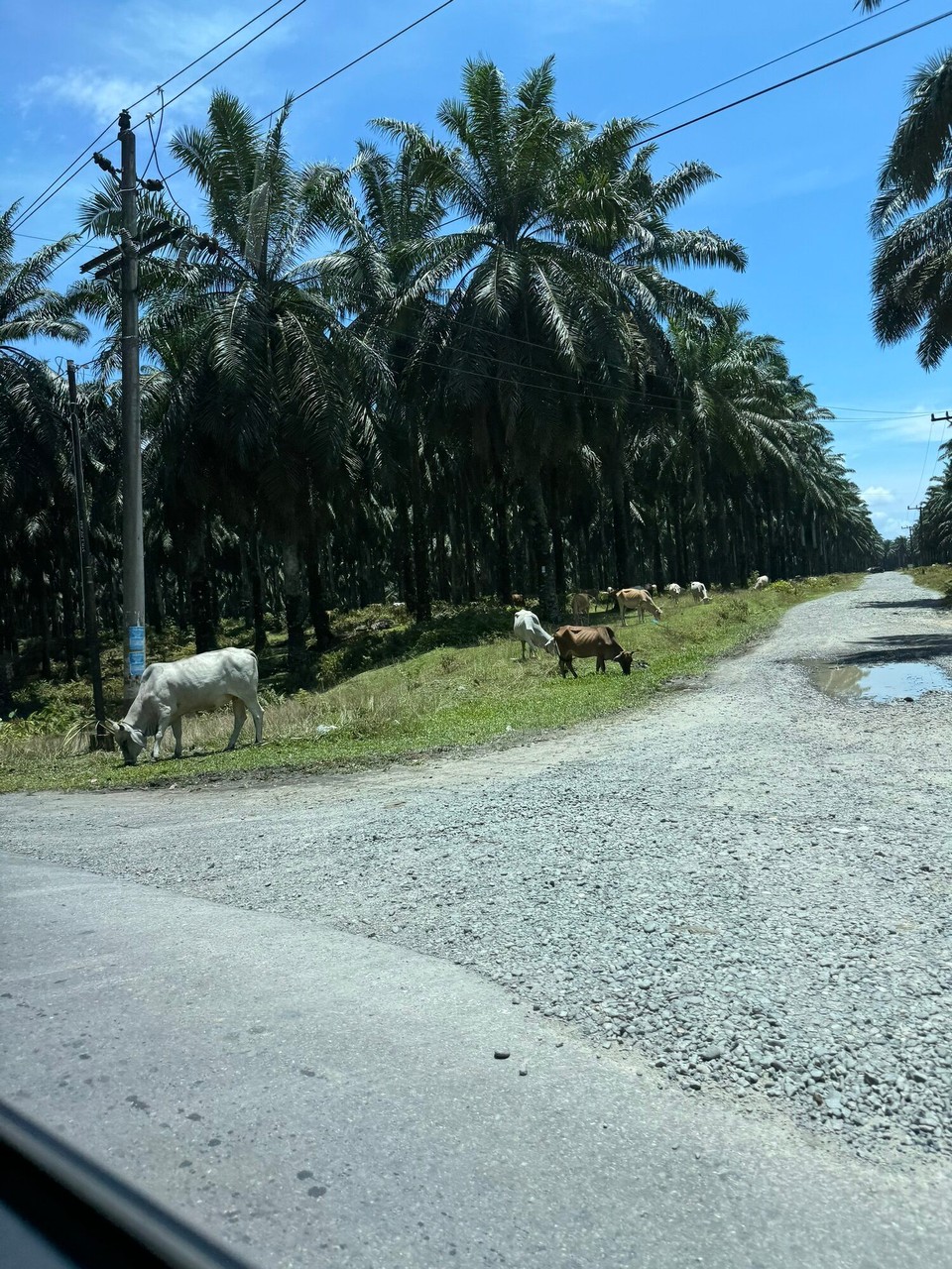 Indonesien - Kabupaten Langkat - 