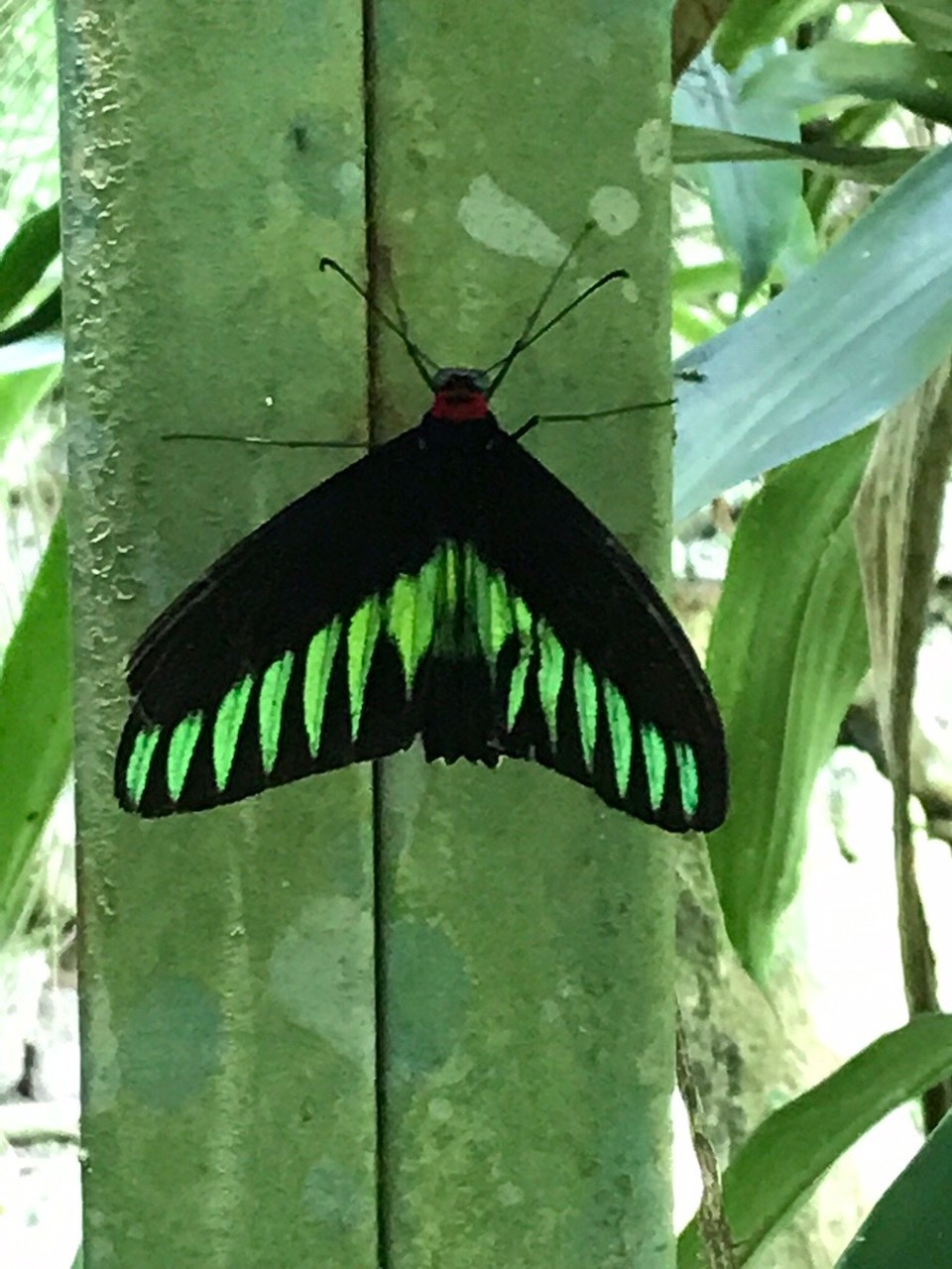 Malaysia - Kuala Lumpur - 