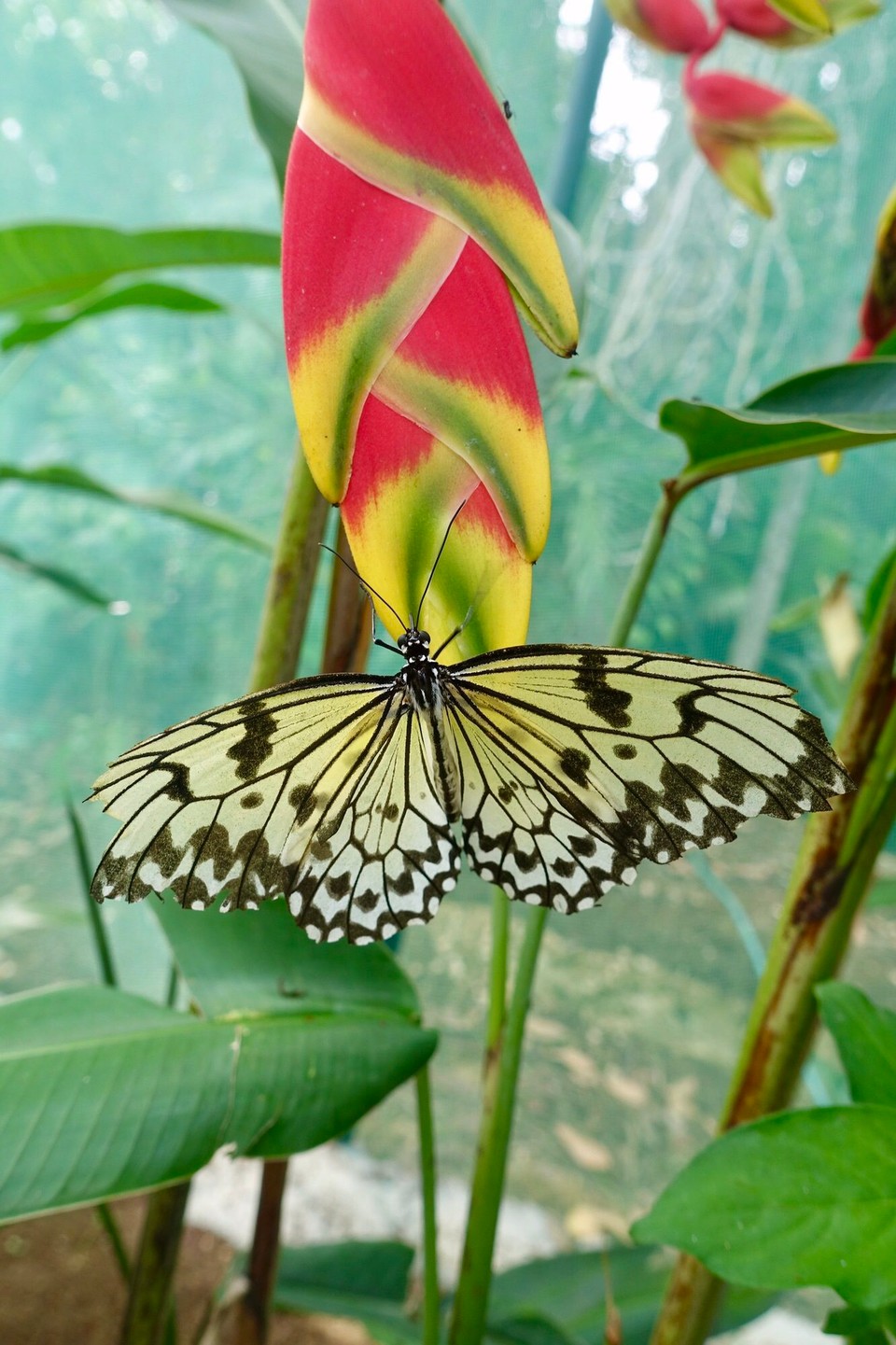 Philippines - Siquijor - 