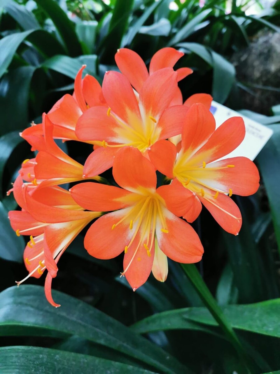 Singapur - Singapur - 