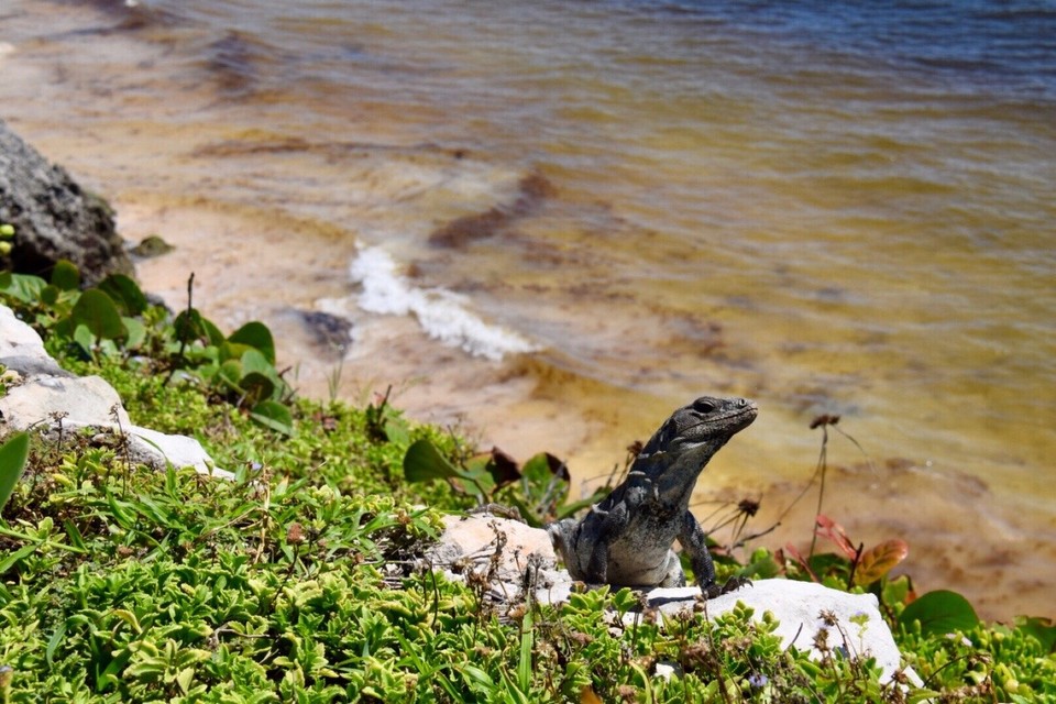 Mexiko - Tulum - By, by