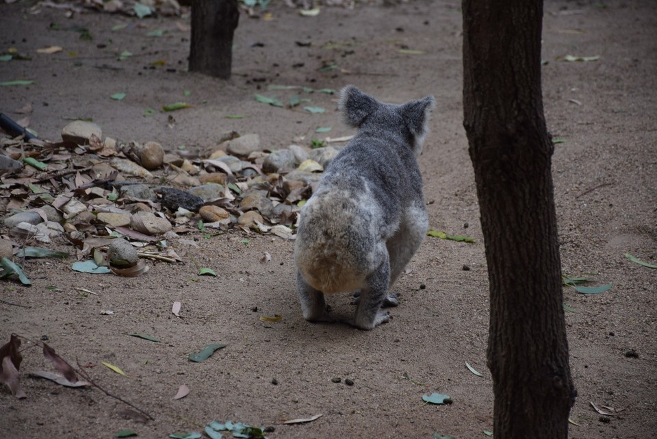 Australien - Currumbin - Ein seltenes Bild! Die allermeiste Zeit verbringen Koalas auf den Bäumen...
