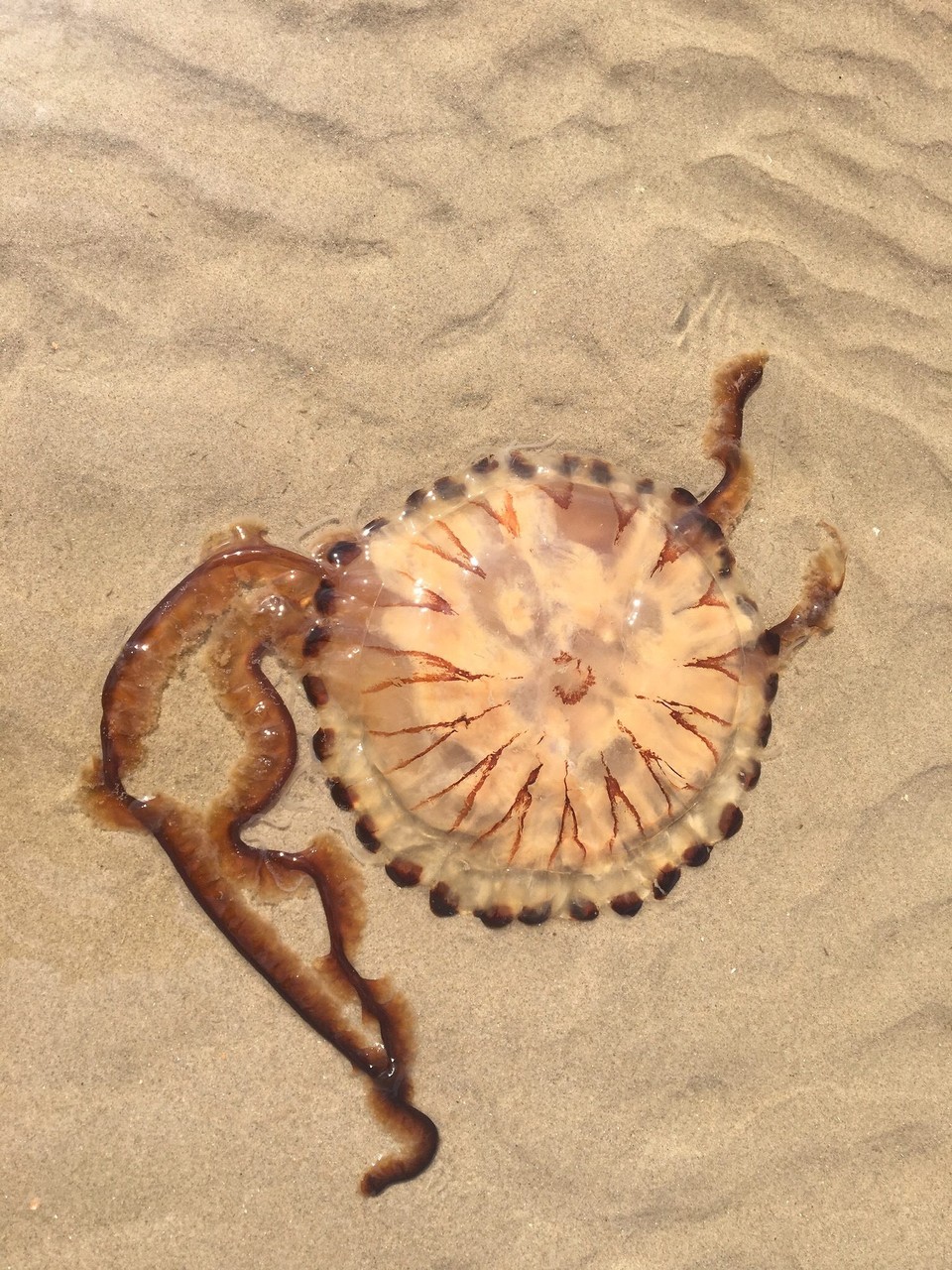 Niederlande - Petten - 
