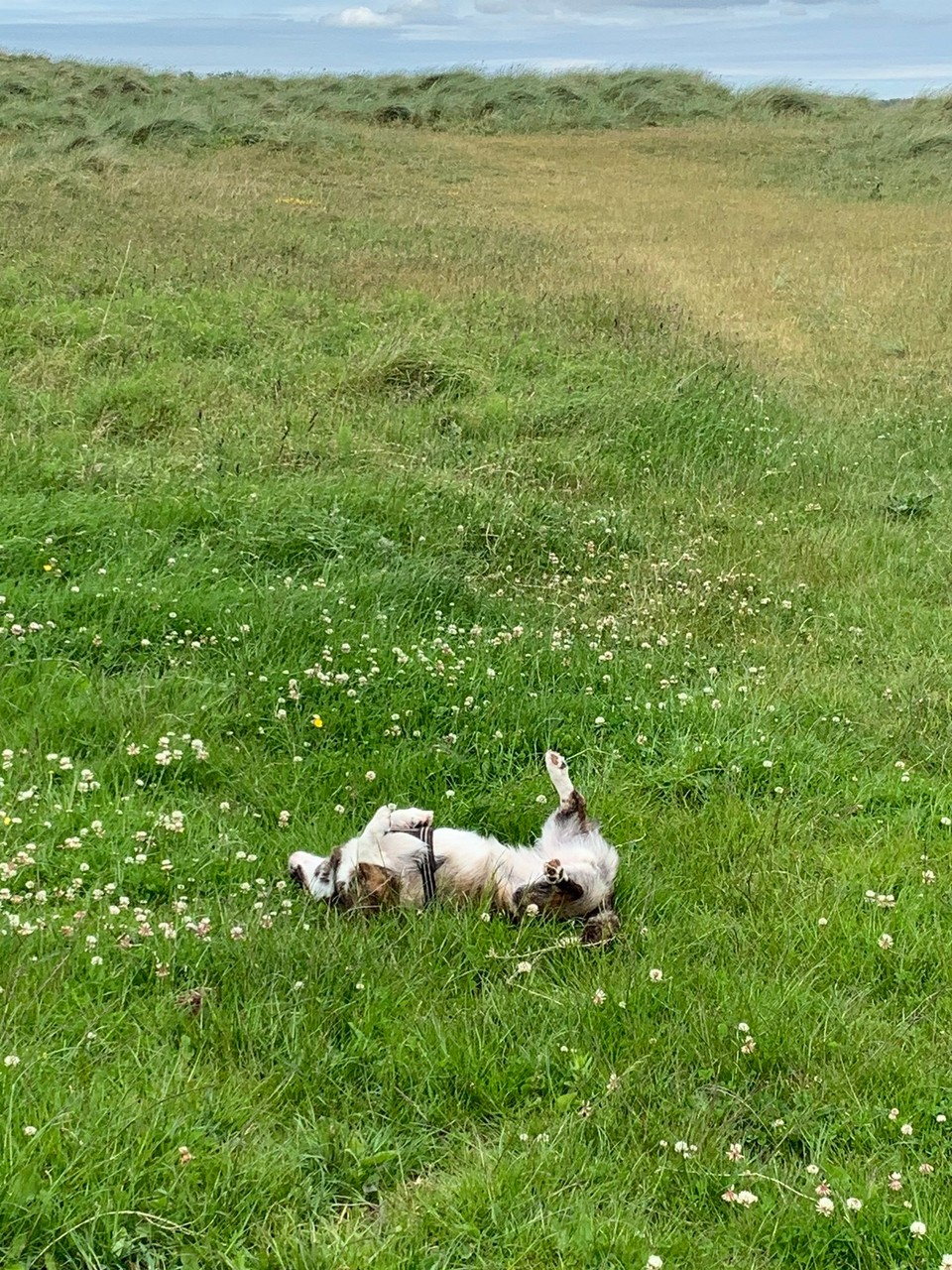 Vereinigtes Königreich - Wandylaw - I gloub, ar Ruby ischs hie woooohhhuu😊