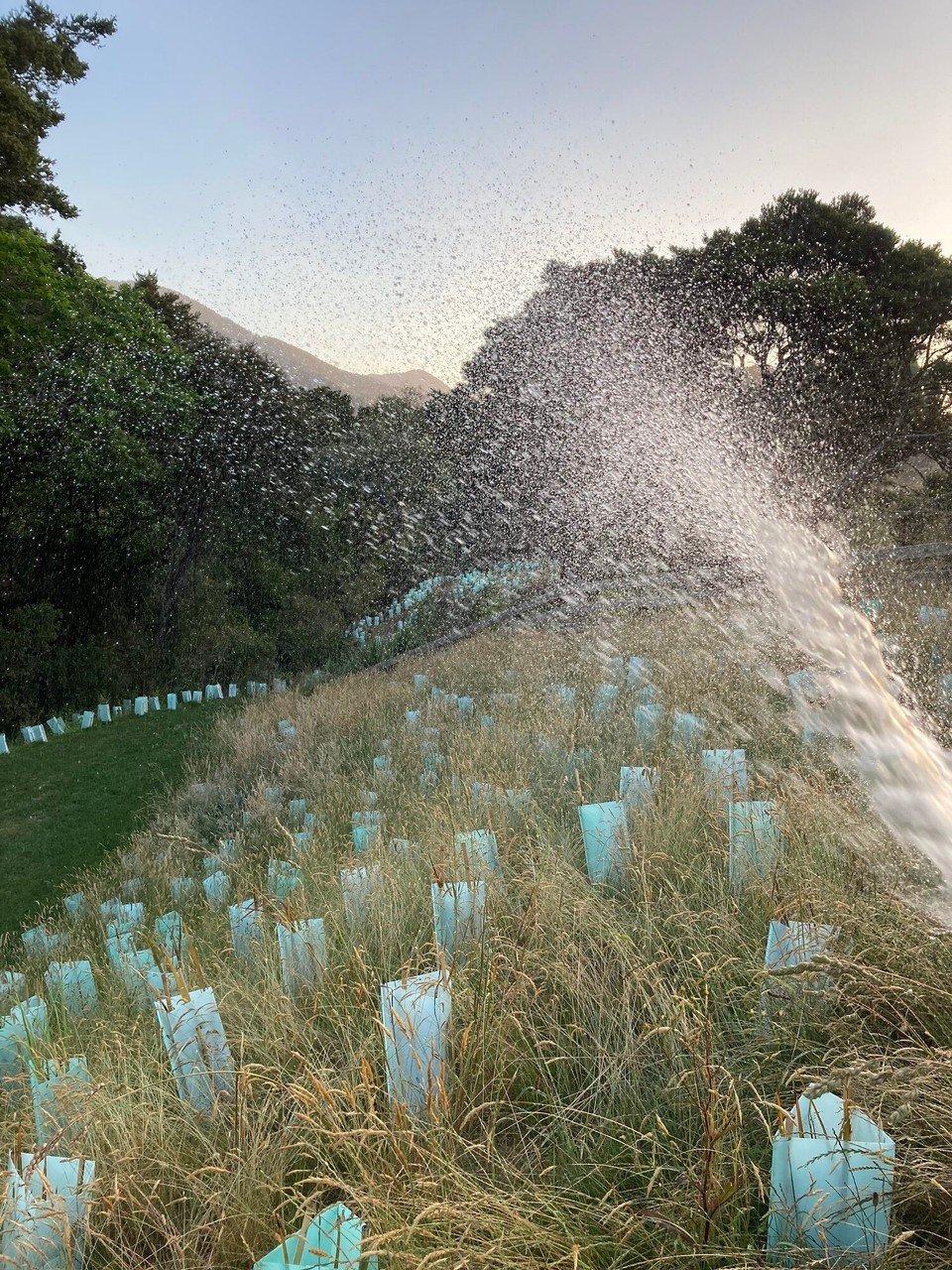 Neuseeland - Brightwater - Gießen ist natürlich auch wichtig 🤭