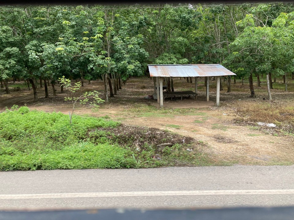 Laos - Huoixai - Kautschukplantage
