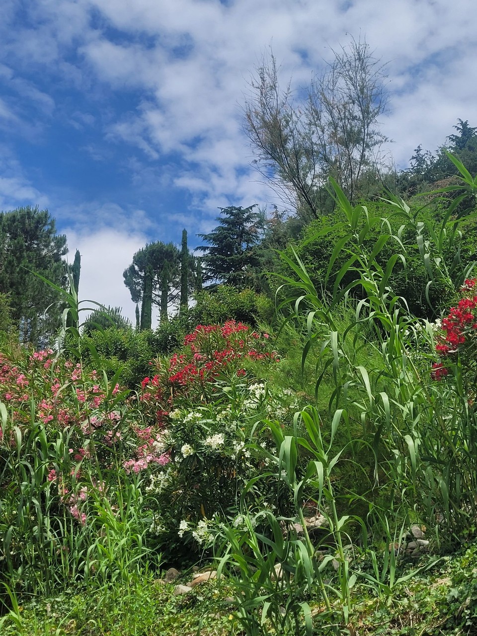 Italien - Meran - 