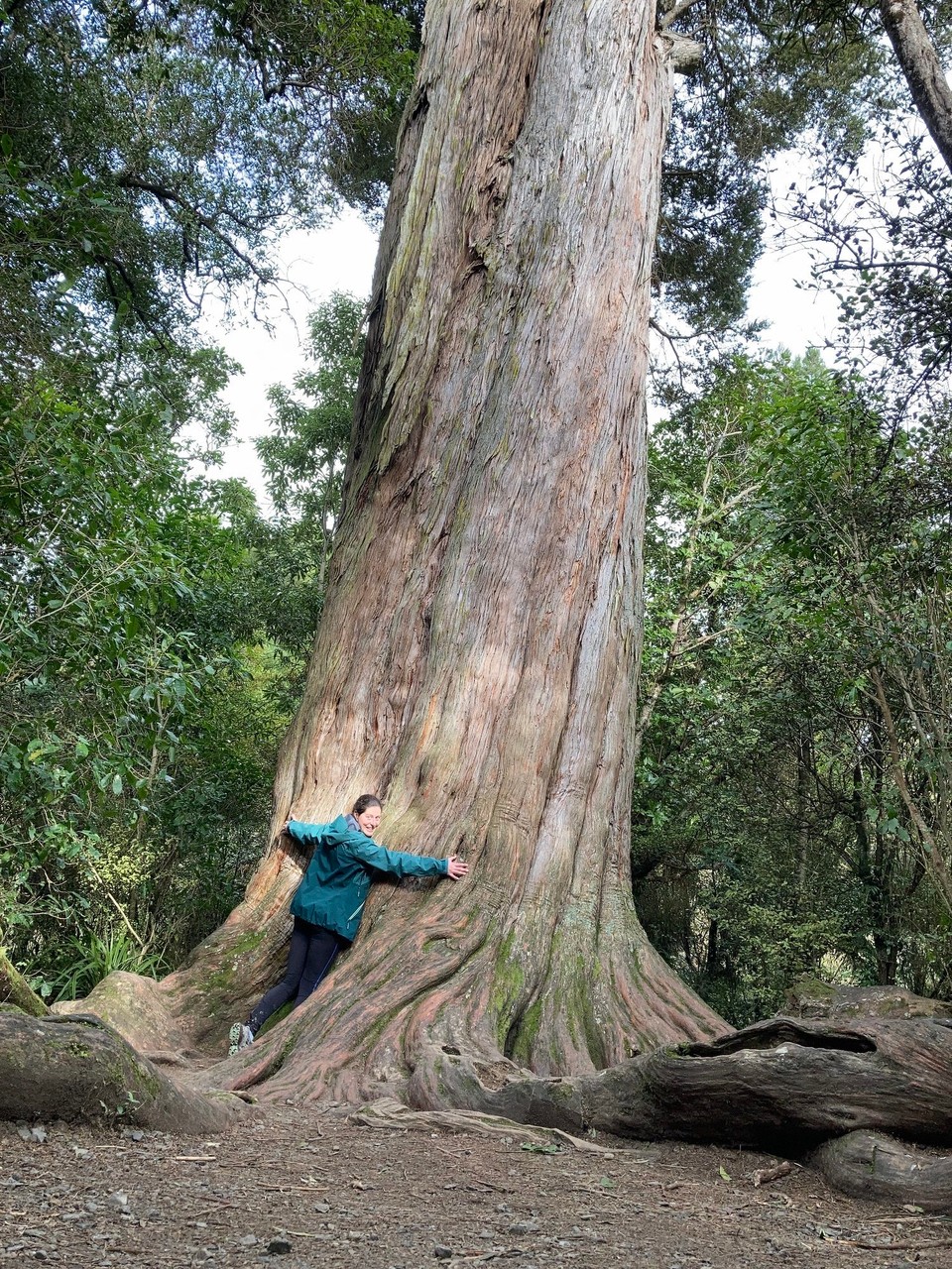 Neuseeland - Mount Peel - Wieder unten angekommen ist die Sonne zurück und ich mach noch einen Abstecher zu dem „Big Tree“ - um die 1000 Jahre alt, 31m hoch und 8,4m im Stammdurchmesser