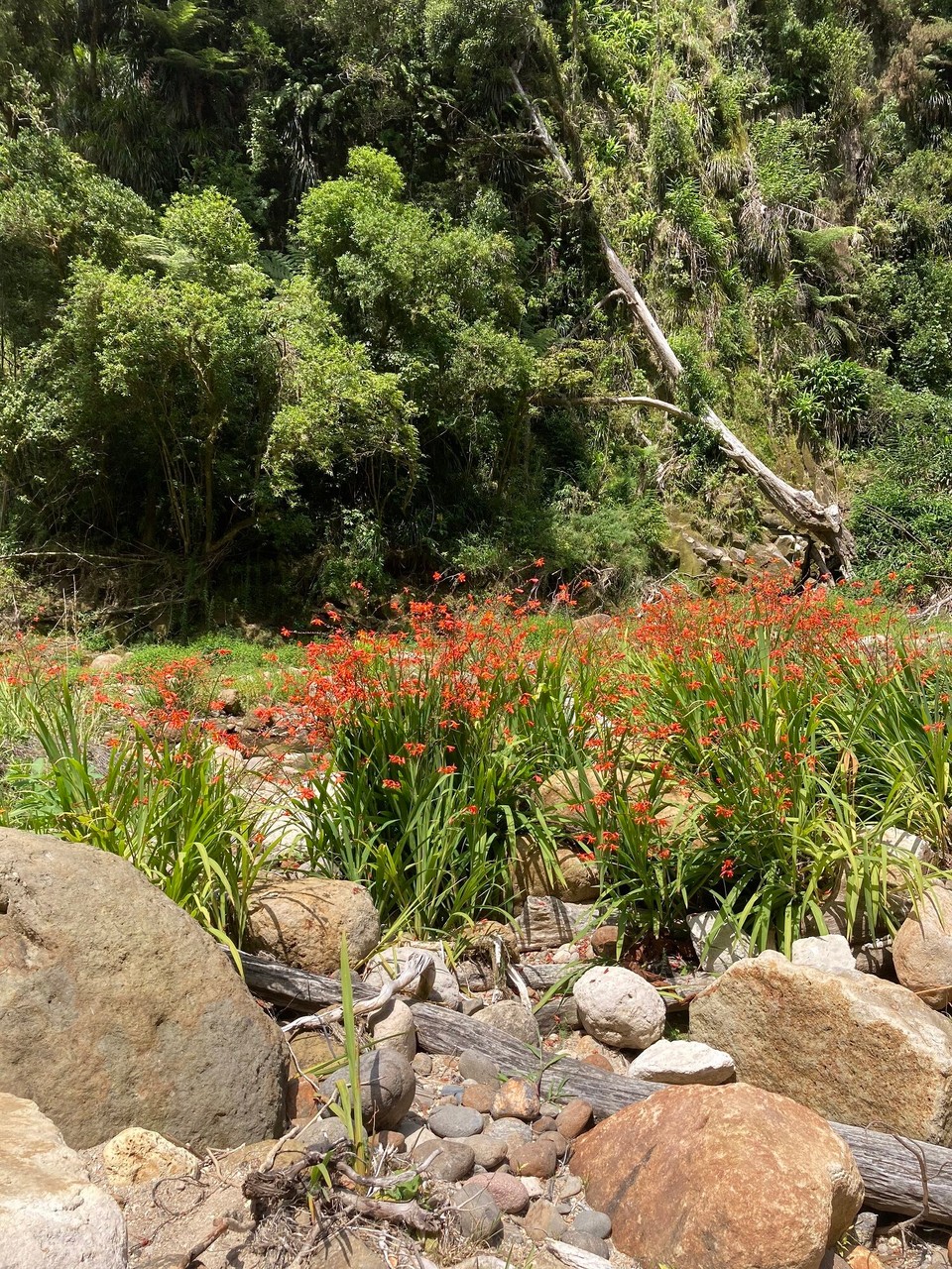 Neuseeland - Te Puke - 