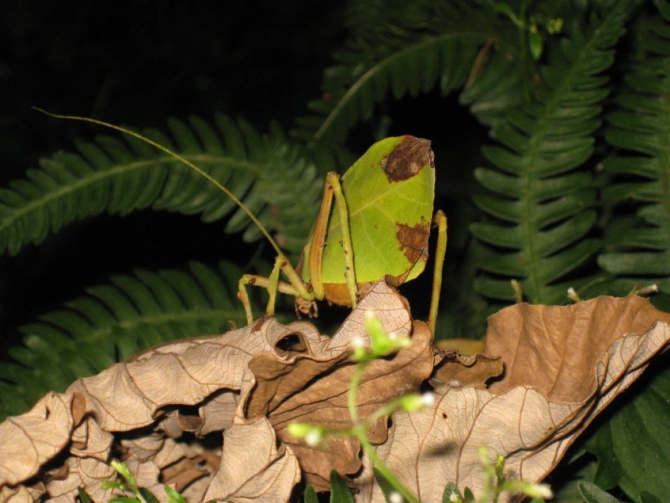 Costa Rica - Monteverde - 