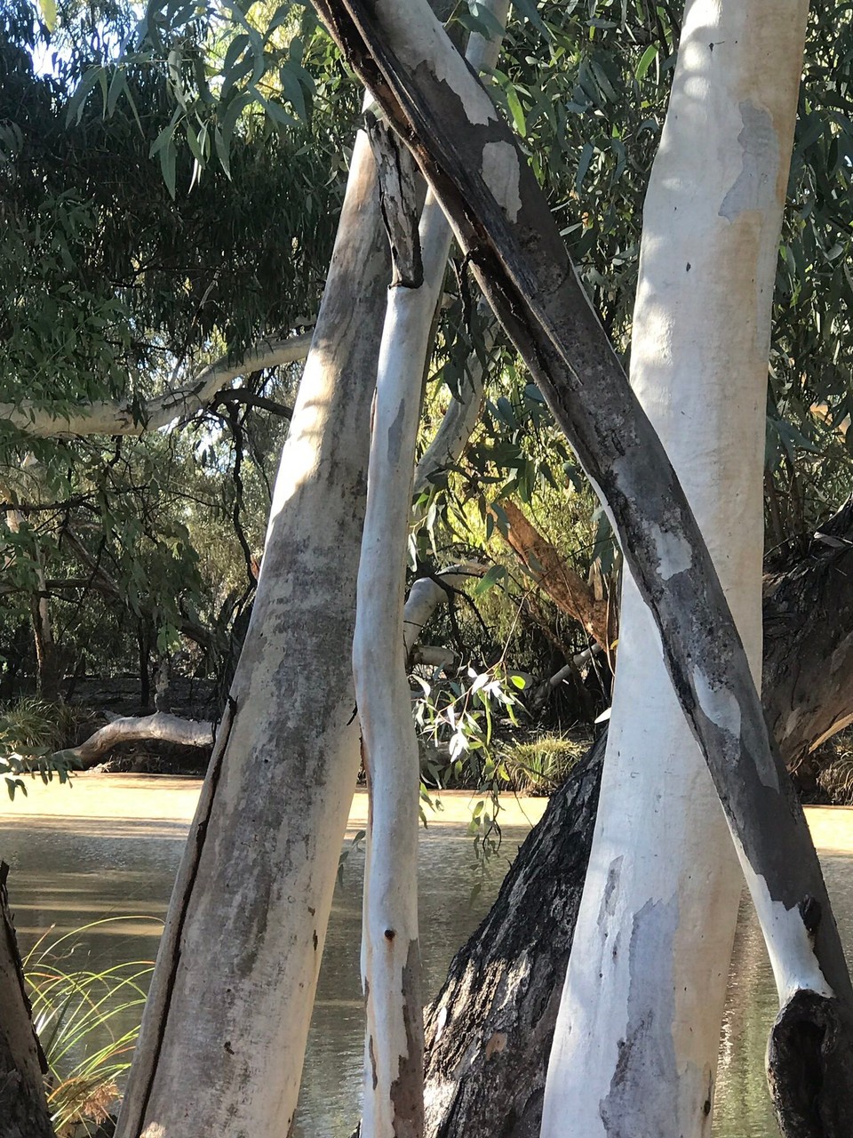 Australia - Bollon - 